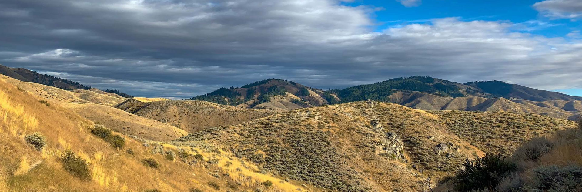 Rash of elk entanglements continue throughout the Wood River Valley