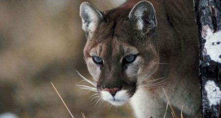 Reported mountain lion attack on dog near Carey