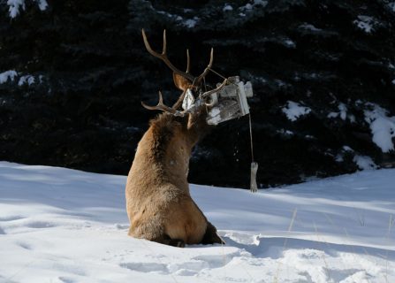 Bull elk tangles in backyard swing near Ketchum