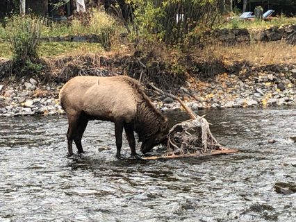 Bull elk entangles in hammock near Ketchum