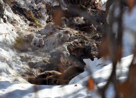 F&G again uses non-lethal means to force mountain lion to leave Ketchum backyard
