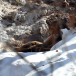 Safety tips when living in proximity to mountain lions