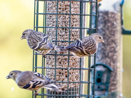 Put your bird feeders up, but keep them clean says Idaho Fish and Game