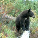 Trail users are encouraged to safely enjoy and share Idaho’s trails with wildlife