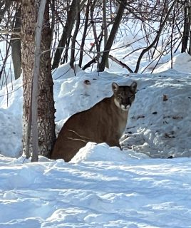 Mountain lion calls increase after recent heavy snow storms