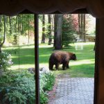 Idaho’s black bears are out of their winter dens looking for food