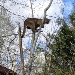 Mountain lions sightings continue throughout the Wood River Valley, caution advised