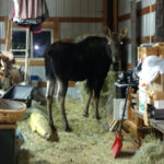 North Idaho man’s close call with a bull moose is a reminder of the dangers of wild animals