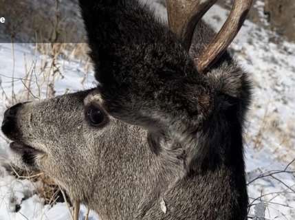 Fish and Game biologist’s free mule deer after it fell into an abandoned water tank near Hailey