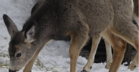 More Harm Than Good: Why You Shouldn’t Feed Backyard Deer