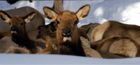 Fish and Game begins to feed elk at the Bullwacker feed site west of Ketchum