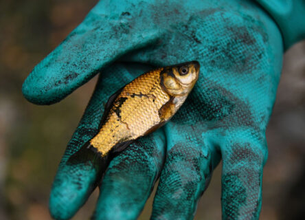 Castle Rocks State Park Fishing Pond to close to remove illegally introduced goldfish